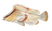 Juvenile Whitenose Pigfish,Perryena leucometopon,High quality illustration by Roger Swainston