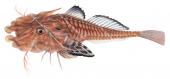 Jaggedhead Gurnard,Gargariscus prionocephalus,High quality illustration by Roger Swainston