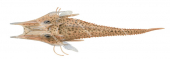 Spottted Armour Gurnard,Satyrichthys rieffeli,High quality illustration by Roger Swainston