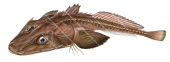 Deepsea Flathead,Hoplichthys haswelli,High quality illustration by Roger Swainston