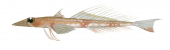 Ghost Flathead,Hoplichthys regani,High quality illustration by Roger Swainston