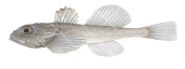 Dwarf Sculpin,Antipodocottus megalops,High quality illustration by Roger Swainston