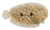 Darkspotted Sole,Liachirus melanospilus,High quality illustration by Roger Swainston