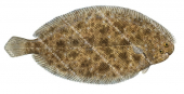 European Sole,Solea solea.Scientific fish illustration by Roger Swainston