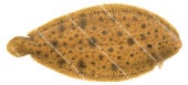 European Sole-2,Solea solea .Scientific fish illustration by Roger Swainston