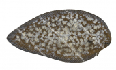 Spotted Sole,Phyllichthys punctatus,High quality illustration by Roger Swainston