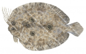 Threespot Flounder,Grammatobothus polyophthalmus,High quality illustration by Roger Swainston