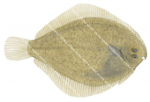 Longsnout Flounder,Ammotreis rostratus,High quality illustration by Roger Swainston