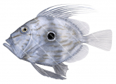 Lateral view of the  John Dory,Zeus faber,High quality illustration by Roger Swainston