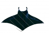 Oceanic Manta Ray-4,Manta birostris.High quality illustration by Roger Swainston