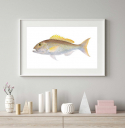 9347_Goldband-Snapper_decor_LL.jpg